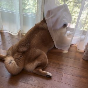 なぁに呼んだ？ カーテン被っているとこだから忙しいの。 。柴犬子犬ハルのワンダフルライフ