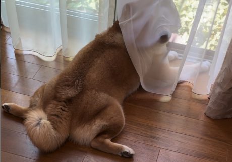 なぁに呼んだ？ カーテン被っているとこだから忙しいの。 。柴犬子犬ハルのワンダフルライフ