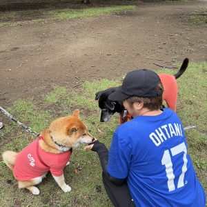 オバチャマに人気のぼく、気のせいではないはず。柴犬子犬ハルのワンダフルライフ