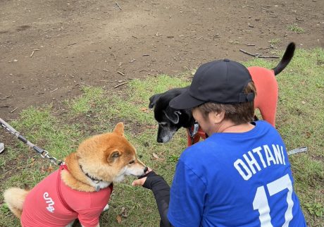 オバチャマに人気のぼく、気のせいではないはず。柴犬子犬ハルのワンダフルライフ