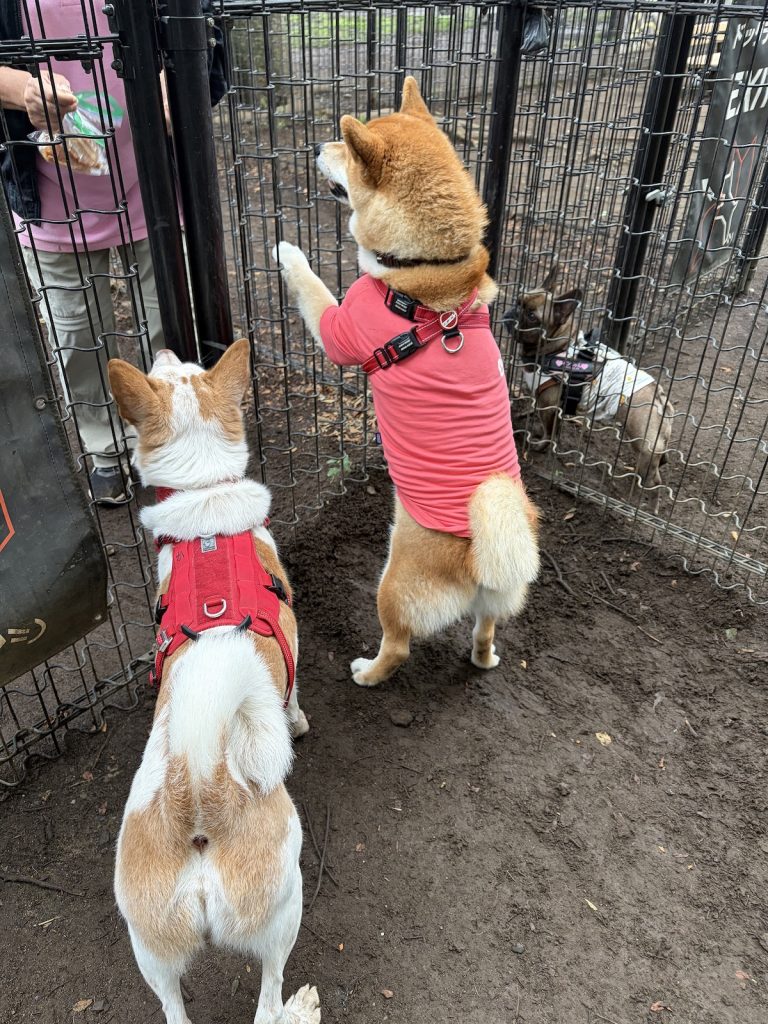 オバチャマに人気のぼく、気のせいではないはず。柴犬子犬ハルのワンダフルライフ
