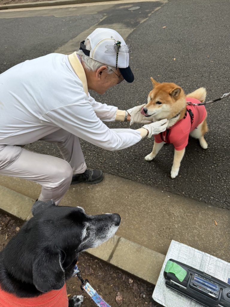 オバチャマに人気のぼく、気のせいではないはず。柴犬子犬ハルのワンダフルライフ