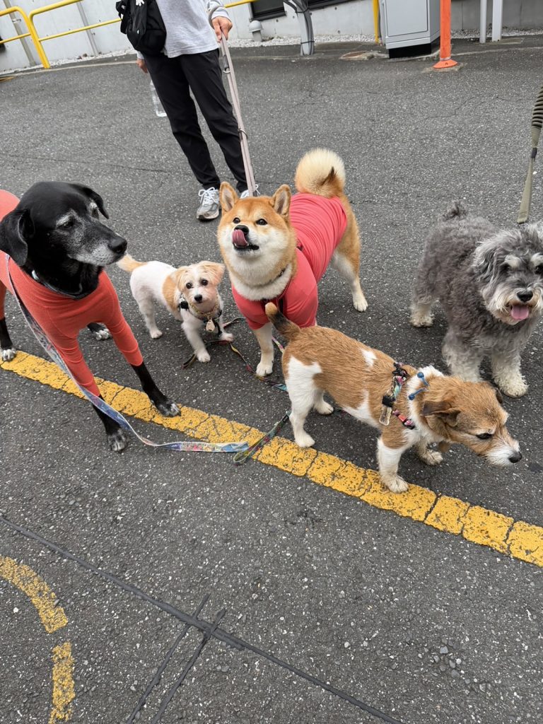 オバチャマに人気のぼく、気のせいではないはず。柴犬子犬ハルのワンダフルライフ
