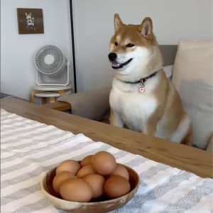 ゆで卵は好物です。あれ、いただけないのでしょうか？ 柴犬子犬ハルのワンダフルライフ
