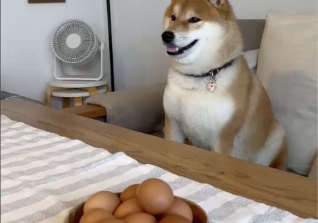 ゆで卵は好物です。あれ、いただけないのでしょうか？ 柴犬子犬ハルのワンダフルライフ