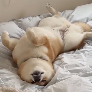 06とーちゃんベッドでヘソ天