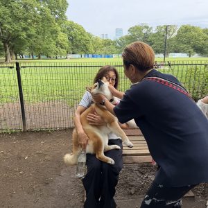 夕方のドッグランで珍しく走るぼく。柴犬子犬ハルのワンダフルライフ