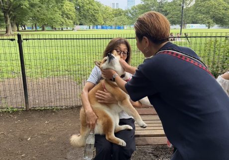 夕方のドッグランで珍しく走るぼく。柴犬子犬ハルのワンダフルライフ 夕方のドッグランで珍しく走るぼく。柴犬子犬ハルのワンダフルライフ