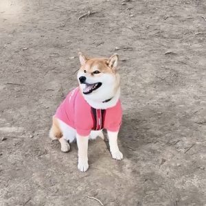 朝のドッグラン。やっぱり走らなくても楽しいな。 柴犬子犬ハルのワンダフルライフ