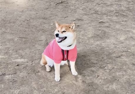 朝のドッグラン。やっぱり走らなくても楽しいな。 柴犬子犬ハルのワンダフルライフ