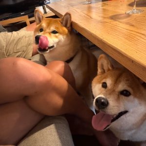 またしてもルル姉ちゃんと一緒。ほんとにそっくりでしょ？柴犬子犬ハルのワンダフルライフ