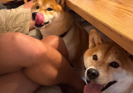 またしてもルル姉ちゃんと一緒。ほんとにそっくりでしょ？柴犬子犬ハルのワンダフルライフ