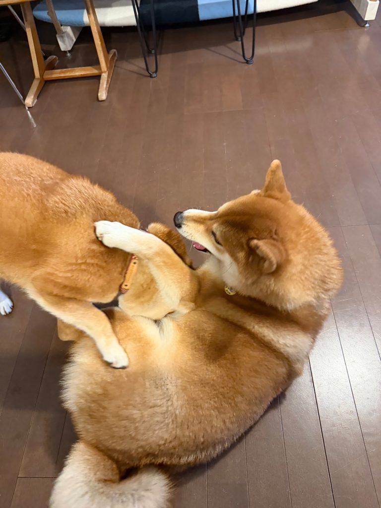 またしてもルル姉ちゃんと一緒。ほんとにそっくりでしょ？柴犬子犬ハルのワンダフルライフ