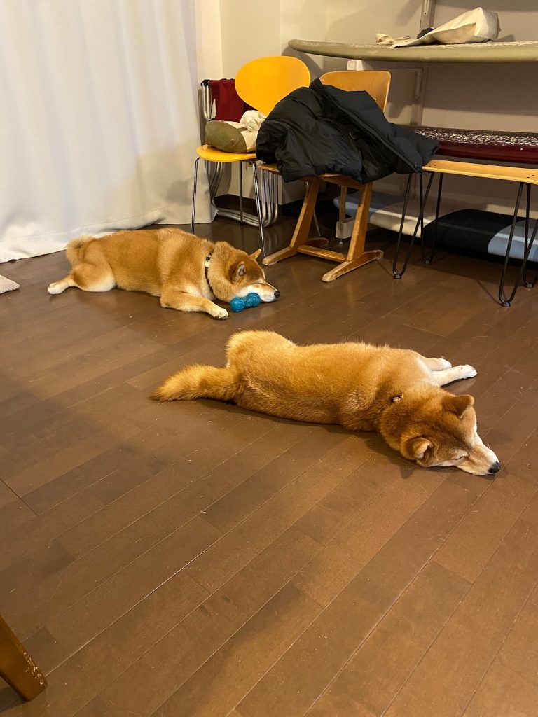 またしてもルル姉ちゃんと一緒。ほんとにそっくりでしょ？柴犬子犬ハルのワンダフルライフ