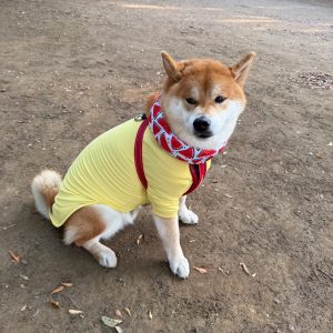 蝉しぐれだねー。ミンミンゼミも夏を謳歌しているねー。 。柴犬子犬ハルのワンダフルライフ