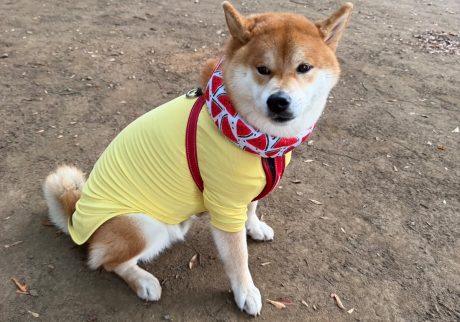 蝉しぐれだねー。ミンミンゼミも夏を謳歌しているねー。 。柴犬子犬ハルのワンダフルライフ 蝉しぐれだねー。ミンミンゼミも夏を謳歌しているねー。 。柴犬子犬ハルのワンダフルライフ