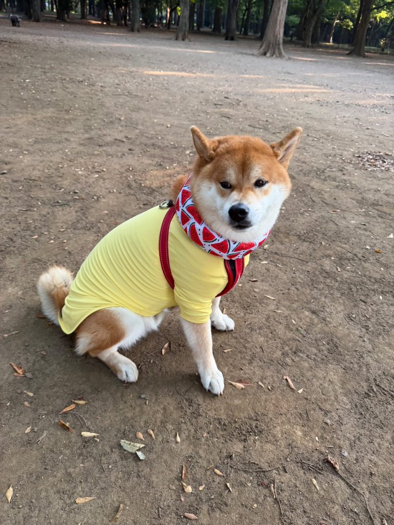 蝉しぐれだねー。ミンミンゼミも夏を謳歌しているねー。 。柴犬子犬ハルのワンダフルライフ