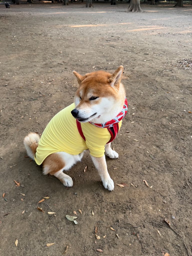 蝉しぐれだねー。ミンミンゼミも夏を謳歌しているねー。 。柴犬子犬ハルのワンダフルライフ