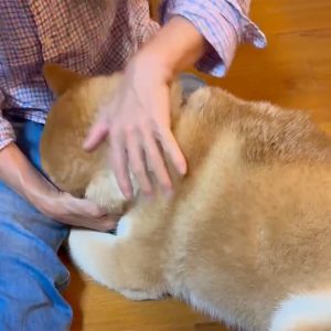 お留守番がさみしかったので、とーちゃんのサンダルを履いてみました。柴犬子犬ハルのワンダフルライフ