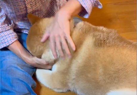 お留守番がさみしかったので、とーちゃんのサンダルを履いてみました。柴犬子犬ハルのワンダフルライフ