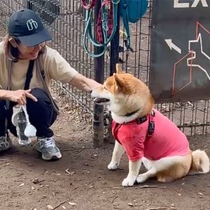 今日はドッグランの気分じゃないんだけど……わーいお弁当だ！ 柴犬子犬ハルのワンダフルライフ