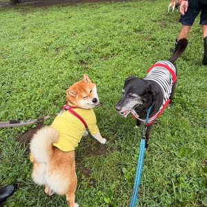 わりと引っ込み思案な質ですが、ぼくの大切なお友だちを紹介します。柴犬子犬ハルのワンダフルライフ