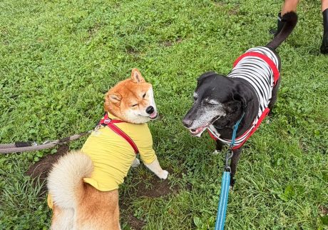 わりと引っ込み思案な質ですが、ぼくの大切なお友だちを紹介します。柴犬子犬ハルのワンダフルライフ