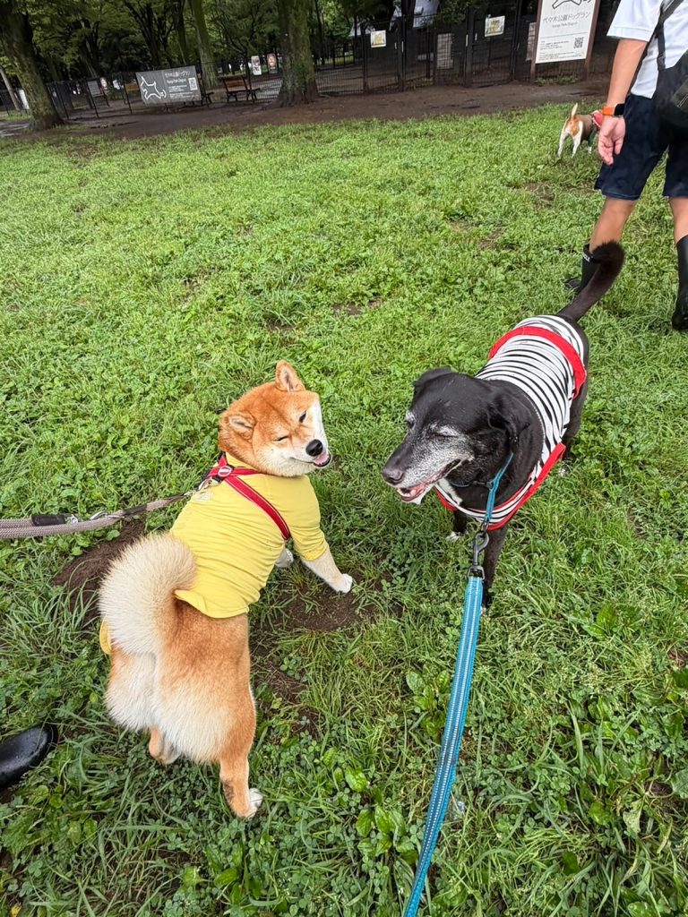 わりと引っ込み思案な質ですが、ぼくの大切なお友だちを紹介します。柴犬子犬ハルのワンダフルライフ