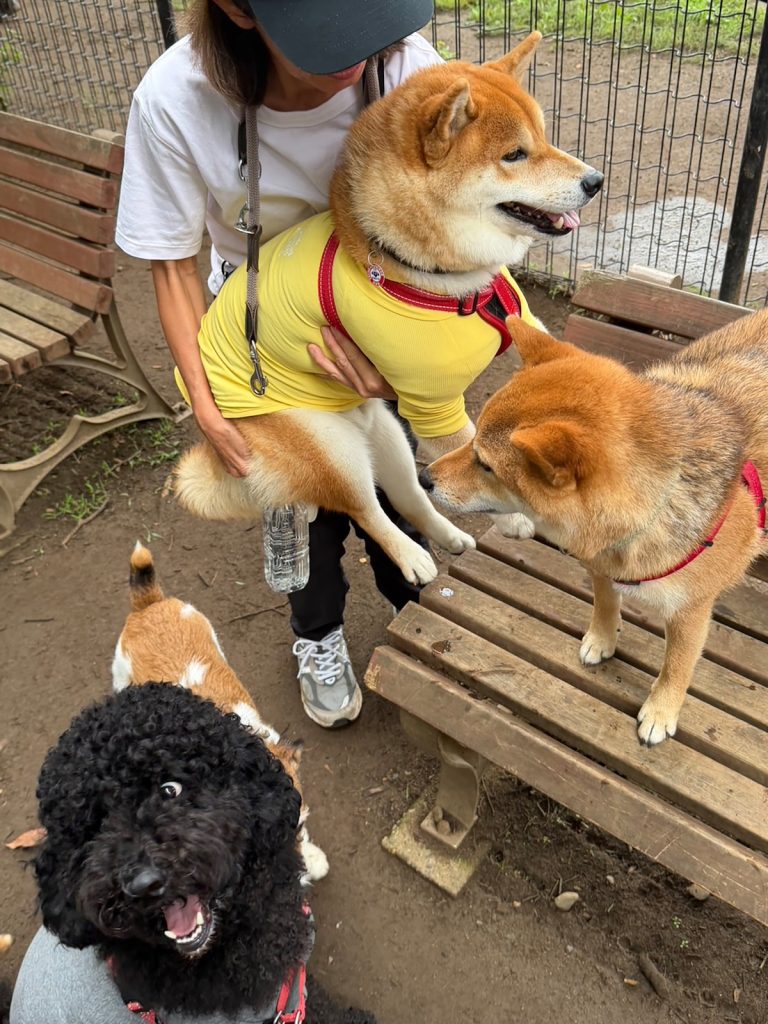 わりと引っ込み思案な質ですが、ぼくの大切なお友だちを紹介します。柴犬子犬ハルのワンダフルライフ