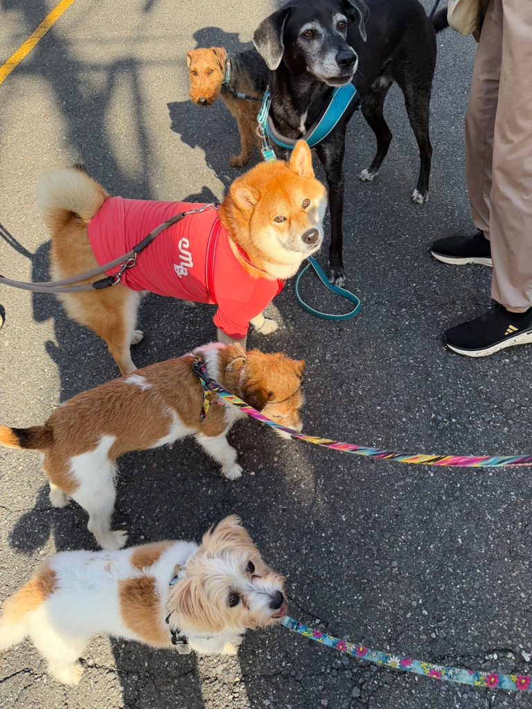 わりと引っ込み思案な質ですが、ぼくの大切なお友だちを紹介します。柴犬子犬ハルのワンダフルライフ