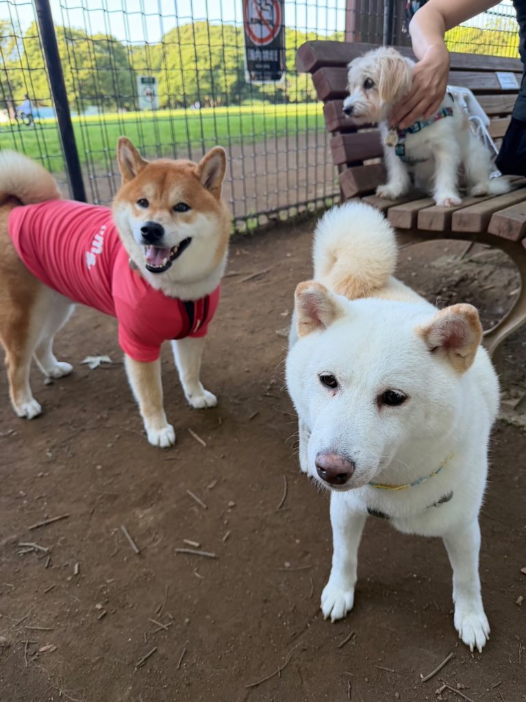 わりと引っ込み思案な質ですが、ぼくの大切なお友だちを紹介します。柴犬子犬ハルのワンダフルライフ