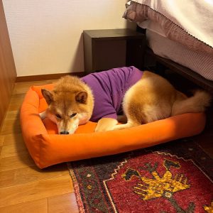 乗り気じゃない朝も、行けば楽しいのです。柴犬子犬ハルのワンダフルライフ