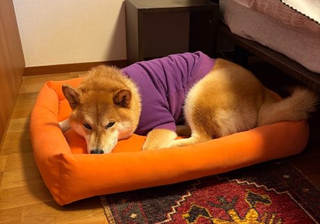 乗り気じゃない朝も、行けば楽しいのです。柴犬子犬ハルのワンダフルライフ