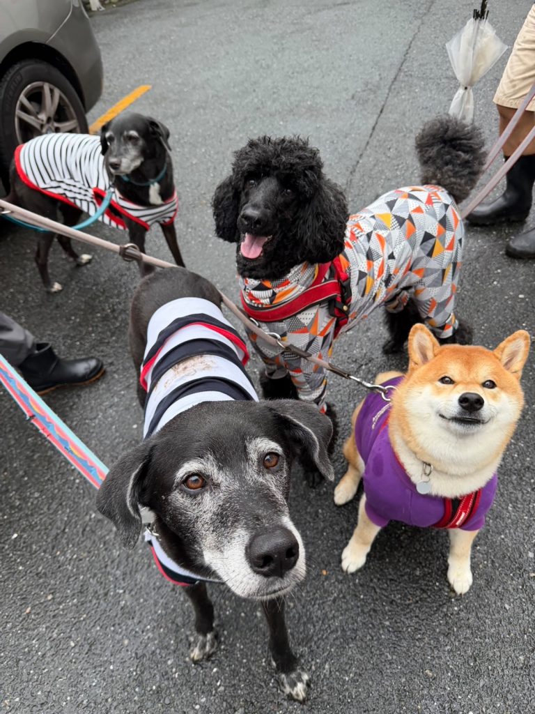 乗り気じゃない朝も、行けば楽しいのです。柴犬子犬ハルのワンダフルライフ