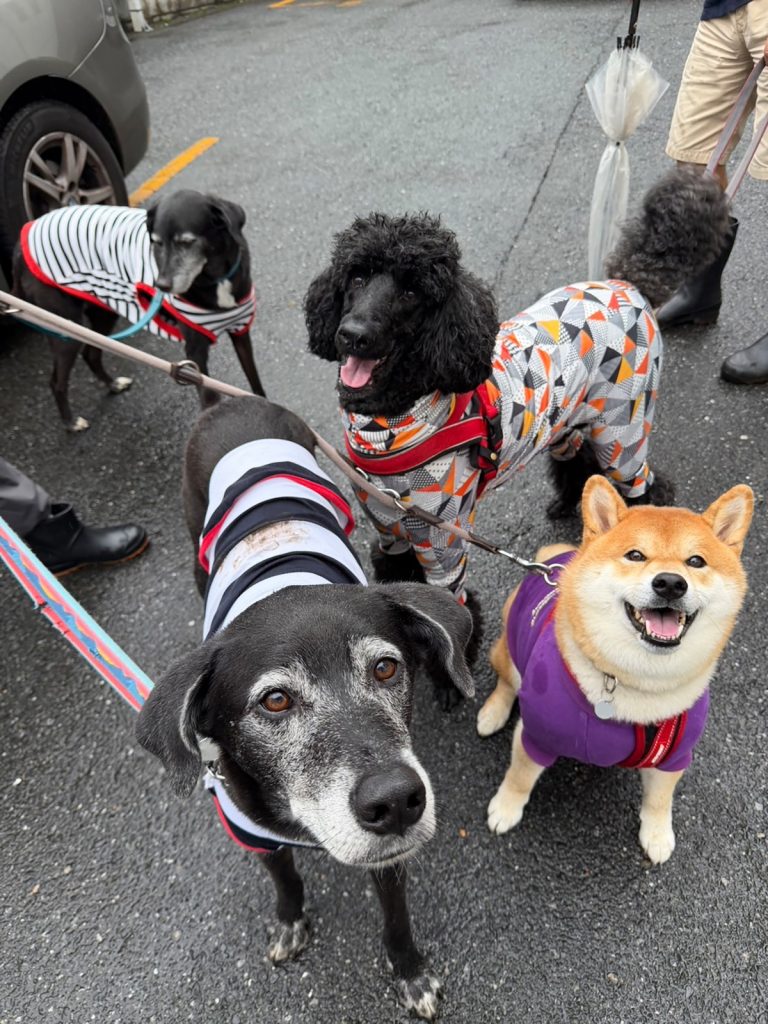 乗り気じゃない朝も、行けば楽しいのです。柴犬子犬ハルのワンダフルライフ