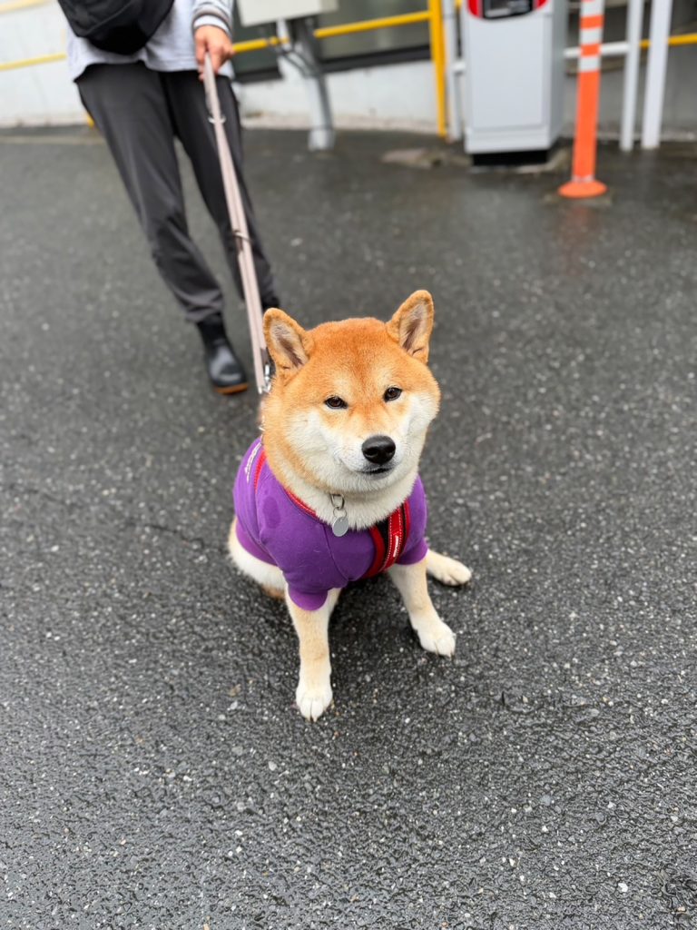 乗り気じゃない朝も、行けば楽しいのです。柴犬子犬ハルのワンダフルライフ
