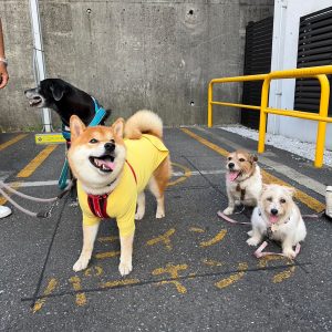 グーフィーたちのお見送り任務の前は、整列しておやつタイム。柴犬子犬ハルのワンダフルライフ