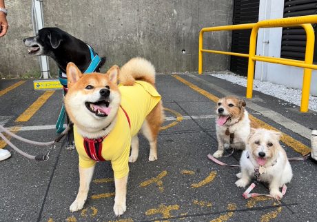 グーフィーたちのお見送り任務の前は、整列しておやつタイム。柴犬子犬ハルのワンダフルライフ