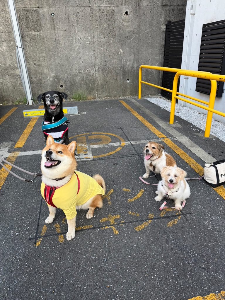 グーフィーたちのお見送り任務の前は、整列しておやつタイム。柴犬子犬ハルのワンダフルライフ