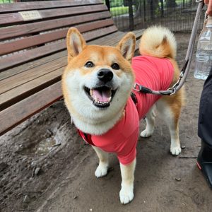 ちょっと出遅れた朝。でも残り物には福があるみたい。柴犬子犬ハルのワンダフルライフ