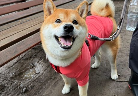 ちょっと出遅れた朝。でも残り物には福があるみたい。柴犬子犬ハルのワンダフルライフ