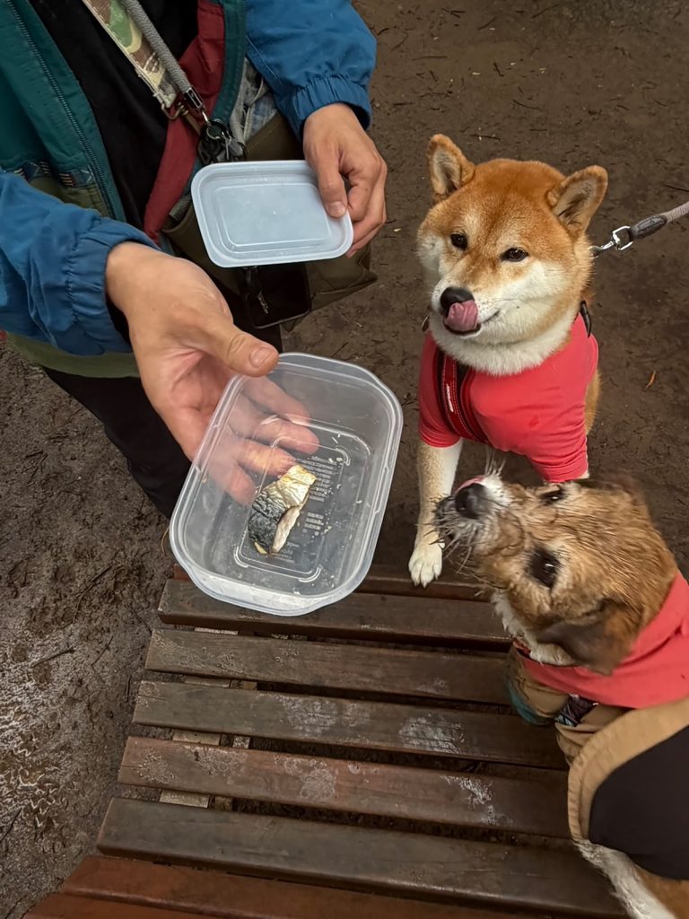 ちょっと出遅れた朝。でも残り物には福があるみたい。柴犬子犬ハルのワンダフルライフ