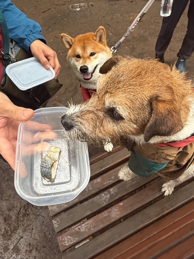 ちょっと出遅れた朝。でも残り物には福があるみたい。柴犬子犬ハルのワンダフルライフ