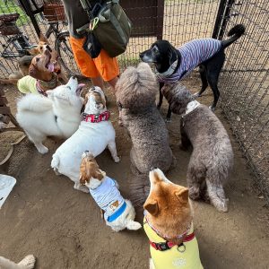 お弁当の配給は最後列、今日は消極的なぼくです。柴犬子犬ハルのワンダフルライフ