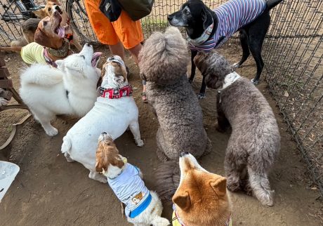 お弁当の配給は最後列、今日は消極的なぼくです。柴犬子犬ハルのワンダフルライフ