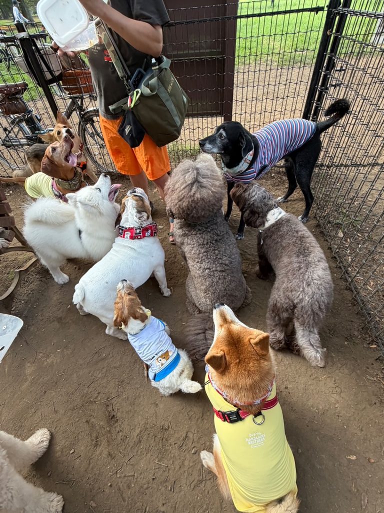 お弁当の配給は最後列、今日は消極的なぼくです。柴犬子犬ハルのワンダフルライフ