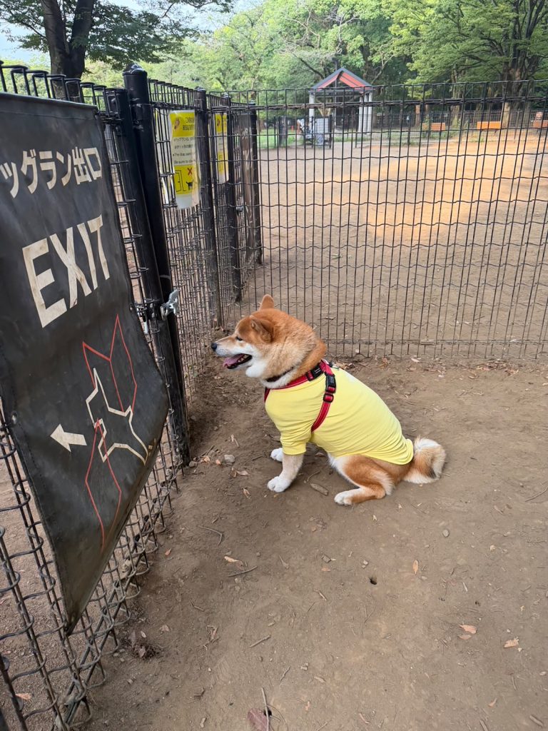 お弁当の配給は最後列、今日は消極的なぼくです。柴犬子犬ハルのワンダフルライフ