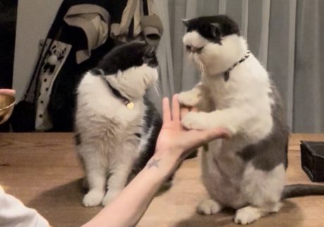 新芸をお披露目します！白黒猫 エキゾチックショートヘア おちょこ ちろり