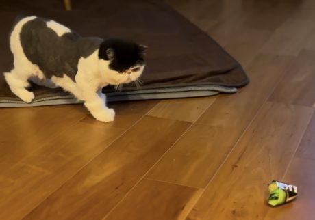 ちろりの一番好きなオモチャは？ 白黒猫 エキゾチックショートヘア おちょこ ちろり