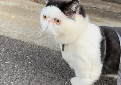 マイブームはご近所散歩。白黒猫 エキゾチックショートヘア おちょこ ちろり